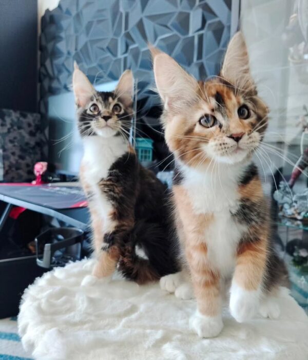 ERIKA & EARLA - FEMALE PAIR