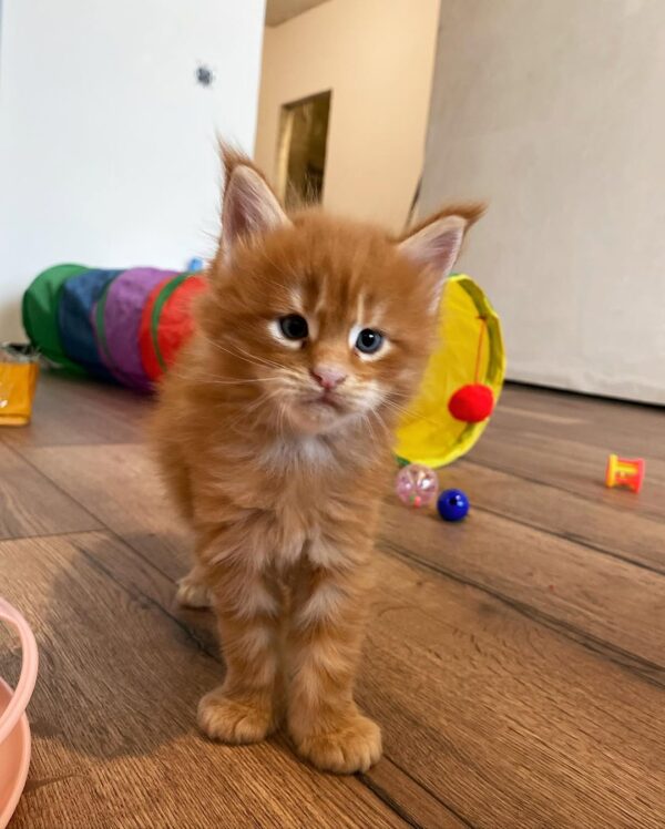 DUCHESS - FEMALE