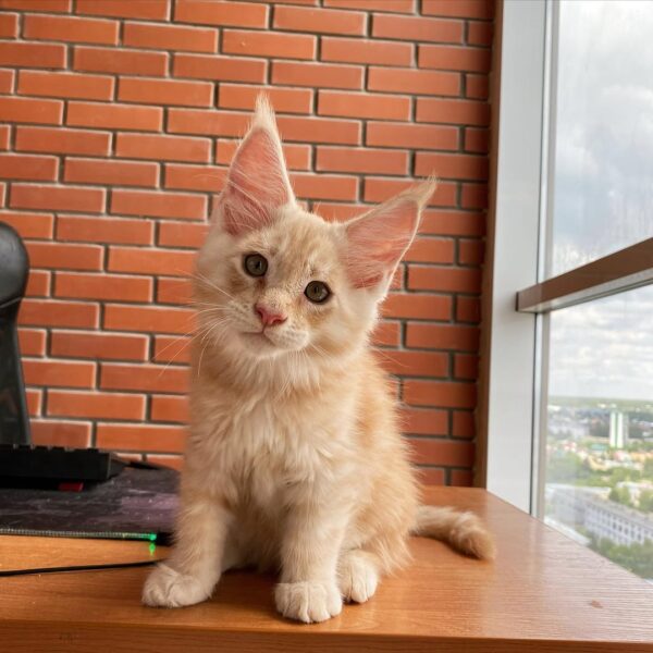 WILLOW - FEMALE