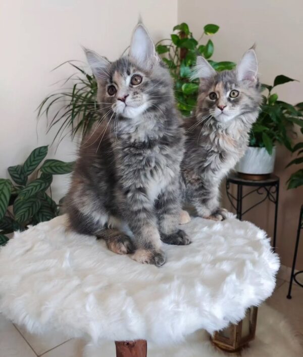 GARDENIA & GRETA